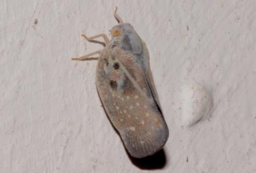 Metcalfa pruinosa